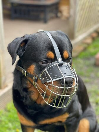 Міцний нашийник-маска для собак з металевої сітки, Rottweiler, Mastiff, Golden Retriever (R2, сріблястий/чорна шкіра)