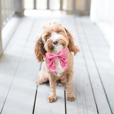 Елегантне собаче ошатне намисто Lionet Paws з краваткою для маленьких собак, розмір 25-40 см, білий та персиковий (1 шт.)