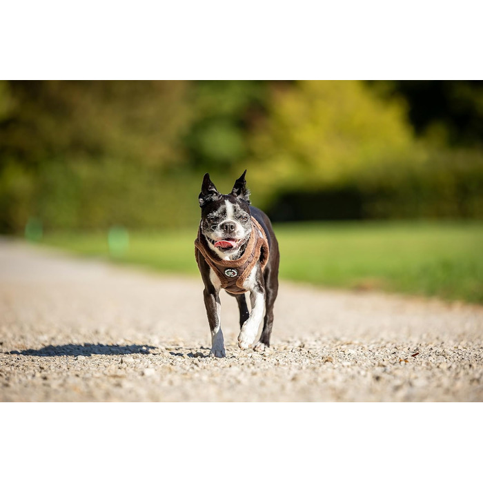 М'який нашийник для собак CHIARA MIA, розмір XXS, коричневий: безпечний, регульований, водонепроникний