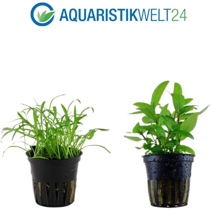 Набір акваріумних рослин AquaOne для нано-акваріума: 3 рослини — стеблова Hygrophila, ґрунтопокривна Eleocharis, аквасети для прісноводних акваріумів
