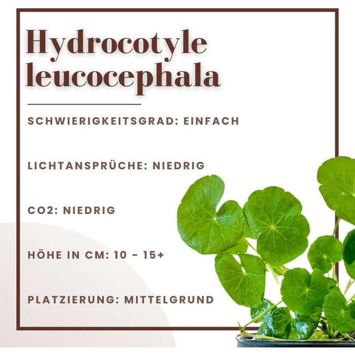 Водяна рослина для акваріума Hydrocotyle leucocephala, 3 шт., середній план, акваріумна рослина з розеткою, повністю вкорінена, легка для акваскейпінгу, декор AquaOne