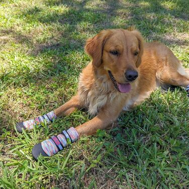 Чоботи для будь-якої погоди, Неопрен, захист лап, з відбиваючими ременями, 5 розмірів (багатобарвні, розмір M) Multicolor Medium