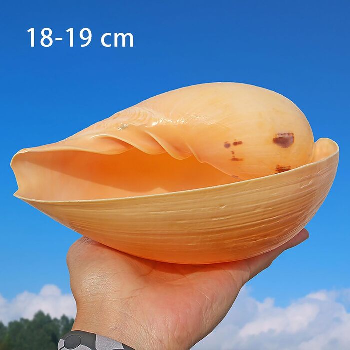 Великі натуральні морські мушлі 4-7 дюймів для декору, акваріума, DIY, пляжної вечірки