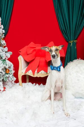 Елегантне нашийник для собак Unique Tyle з знімною метеликом, чорний/блакитний, XX-XL