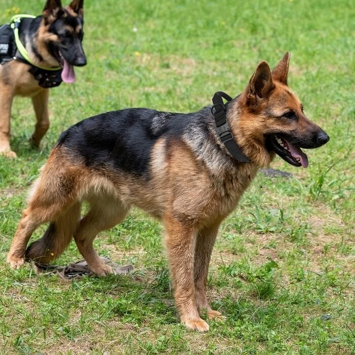 Тактичне обплетене нашийник для собак з контролем та ручкою, Military Soft, для великих собак (Чорний, M)