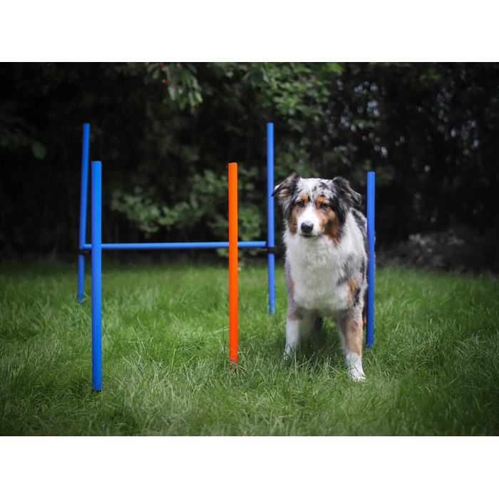 Набір для аджиліті NATIV LEMODO для собак | Тренування собак з бар'єрами та стрибковим кільцем | Легкий у транспортуванні аксесуар для тренувань | Початковий набір у собачий спорт без тунелю