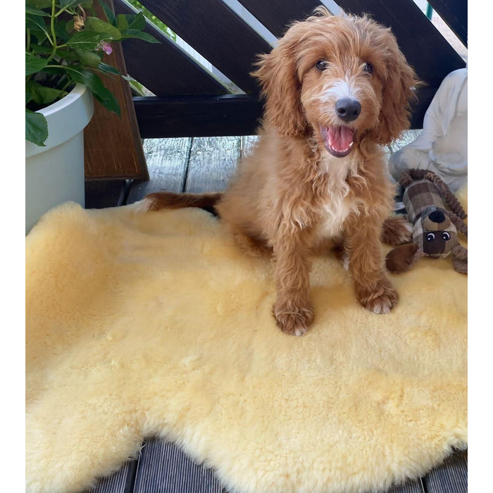 Шкіряний лежак для собак та котів Merino-Lammfell, X-Large, 100 см. Медична обробка, легко миється (30°C). Німецька якість.