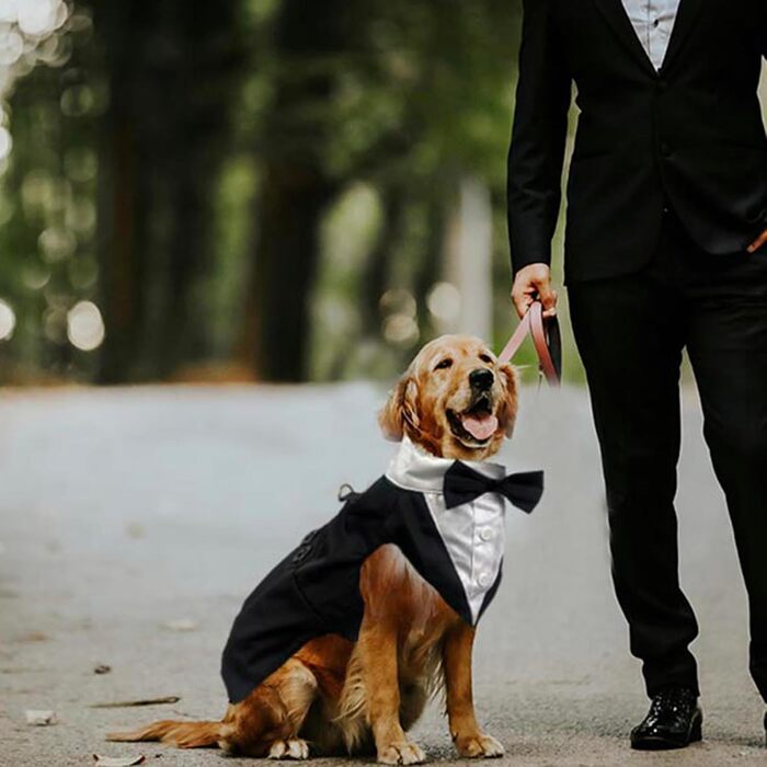 Костюм для собак 