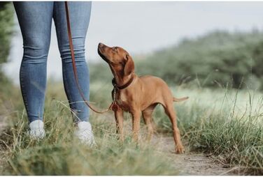 Нашийник для собак HUNTER Aalborg Soul, колір коньячний з сердечком, міцний, розмір 30