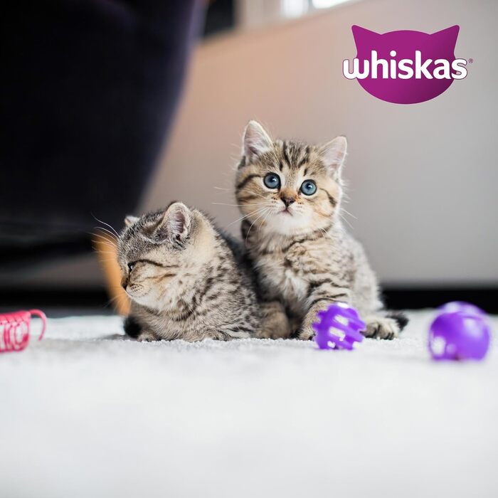 Сухий корм для котів Whiskas Junior з куркою, набір 5 x 800 г