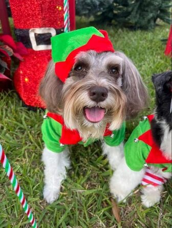 Костюм собаки та ельфа Midlee, розмір L (S)