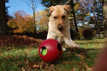 Іграшка для собак Jolly Pets Teaser Ball 20 см, червона