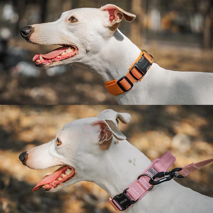 Нашийник для собак OneTigris з металевою застібкою, блакитний, розмір S