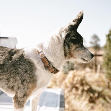 Собачий нашийник Carhartt, нейлоновий, колір темно-синій, розмір L, з малюнком качки
