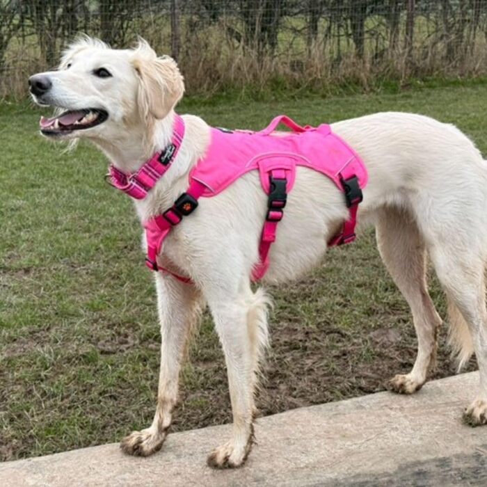 Snootiful Hound шлея для хортів, нековзка, з м'якою підкладкою, 3-точкова, для лерчерів та хортів, розмір M, рожева, проти втечі