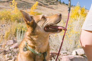 Ошийник для собак OllyDog Rescue регульований, легкий, з міцною пряжкою, для великих, середніх і малих порід, призматично-зелений