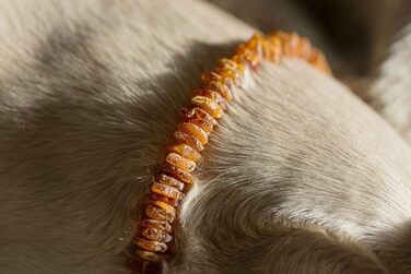 Нашийник для собак з бурштину Amber Neck, ручна робота, натуральний балтійський бурштин, справжня шкіра, регульований, подарункова упаковка, 40-45 см
