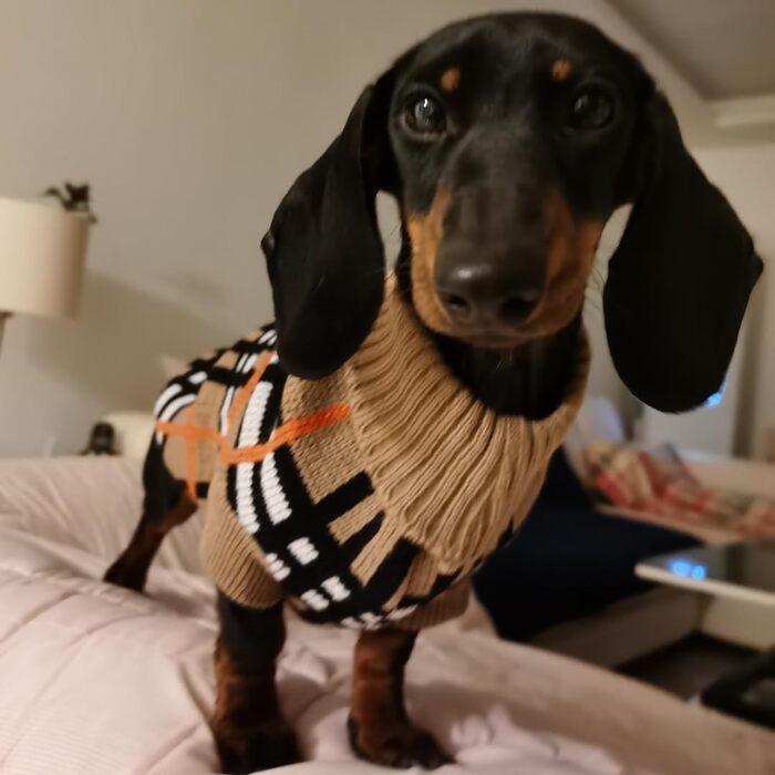 Теплий в'язаний пуловер для собак та котів: стильний, в'язаний, з візерунком, для чихуахуа, такс, мопс, XXL