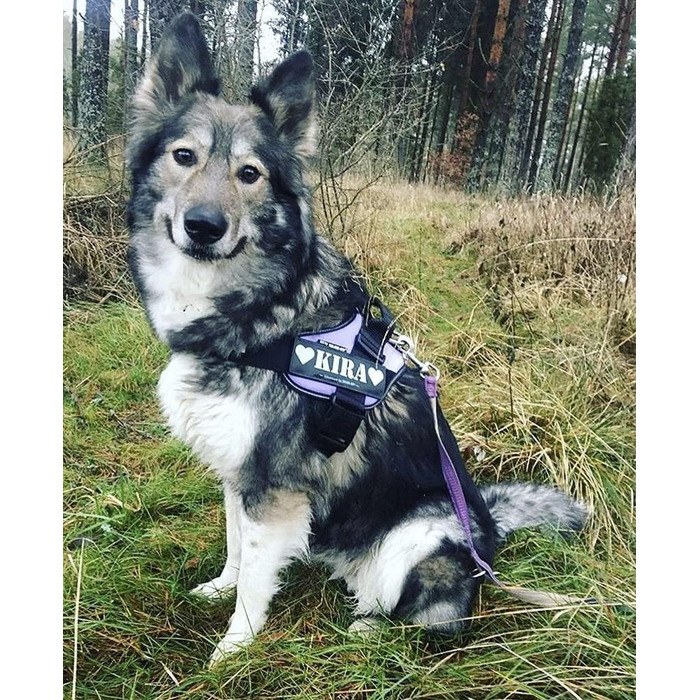 Шлея Julius-K9 IDC Powerharness для собак, фіолетова, розмір 1, з 2 патчами