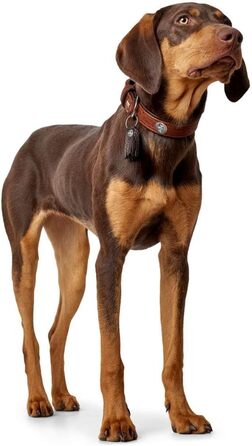 Шкіряний нашийник для собак HUNTER CODY, м'який, рустикальний, темно-коричневий/коньячний, розмір S-M, 50 см