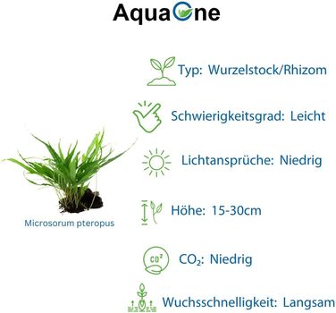 Набір акваріумних рослин AquaOne: 3 шт. на корчі, Microsorum pteropus Jafarn Narrow Trident, середні водні рослини для акваріума