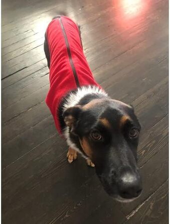 Теплий пуловер для собак Gooby з блискавкою, фліс, червоний, розмір 3XL, для маленьких собак, зимовий, без кільця, з можливістю підключення повідка