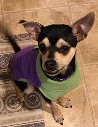 Тепла жилетка для собак GOOBY з флісу (Lila, X-Large, обхват грудей ~56 см)