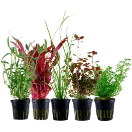 Набір з 5 акваріумних рослин для фону AquaOne: Murdannia, Ludwigia, Cyperus, Alternanthera, Ceratopteris