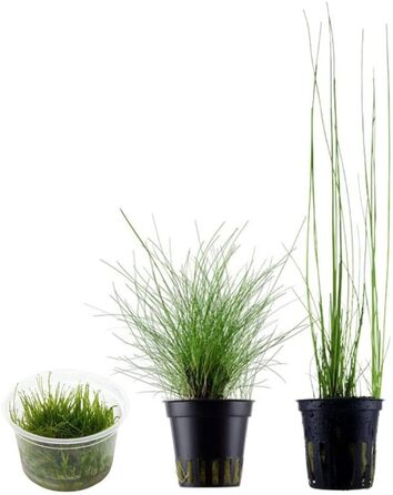 Акваріумні рослини Eleocharis Parvula/Montevidensis/Acicularis, набір з 3 водних трав у горщиках та In Vitro для акваріума