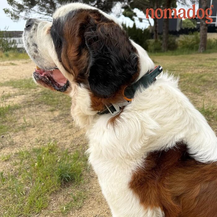 Нашийник для собак Nomadog Trailblazer з ручкою для великих собак - преміум алюмінієва застібка, міцний тактичний нашийник, регульований, з підкладкою, світловідбиваючий (L)