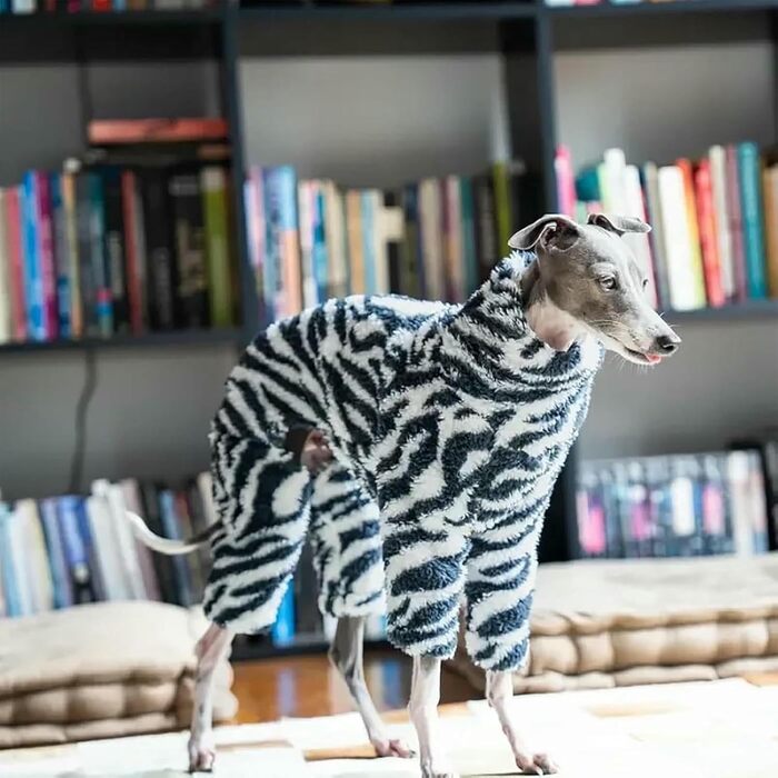 Теплий піжамний костюм для Whippet та інших середніх собак, чорний, 3XL