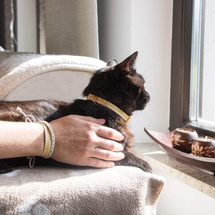 Нашийник для кота Pettsie з безпечною застібкою та браслетом дружби, міцна бавовна, D-подібне кільце для аксесуарів, регульований розмір 19-29 см (12,7 - 20,3 см, жовтий)