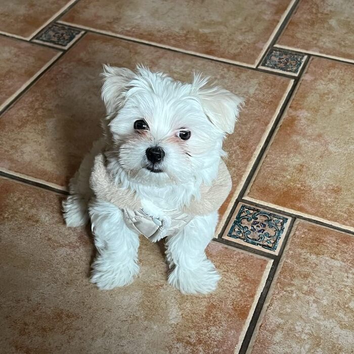 Зимовий одяг для собак: теплий водонепроникний зимовий одяг для собак з флісу, жилет для собак та котів (XXL, бежевий)