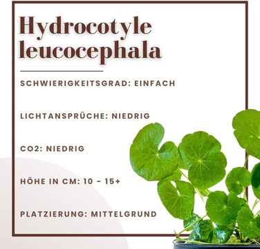 Водяна рослина для акваріума Hydrocotyle leucocephala, 3 шт., середній план, акваріумна рослина з розеткою, повністю вкорінена, легка для акваскейпінгу, декор AquaOne