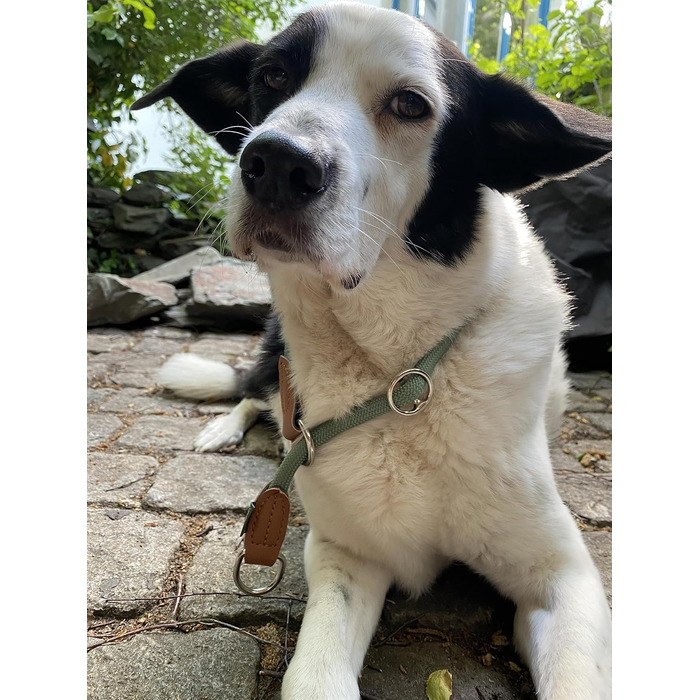 Нашийник для собак Leisegrün Devon, паракорд, зелений, регульований, розмір M