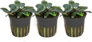 Набір акваріумних рослин Hygrophila corymbosa 'Compact' 3 шт. – водна рослина для акваріума, стеблова, з розвиненою кореневою системою, легкий догляд, для акваскейпінгу, декор (Bucephalandra sordidula 'Blue red')
