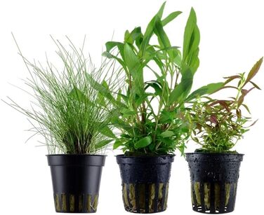 Набір акваріумних рослин AquaOne 5 шт. для початківців: Lilaeopsis, Lagenandra, Cryptocoryne, Echinodorus