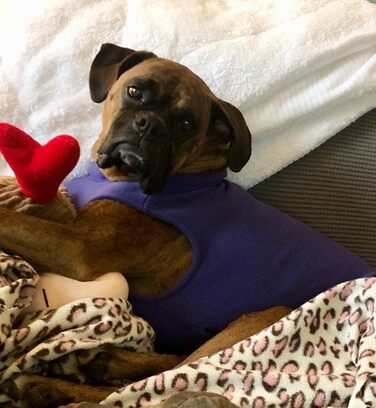 Тепла жилетка Gooby для собак, фліс, розмір 3XL, довжина 52 см