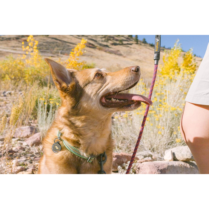 Ошийник для собак OllyDog Rescue регульований, легкий, з міцною пряжкою, для великих, середніх і малих порід, призматично-зелений