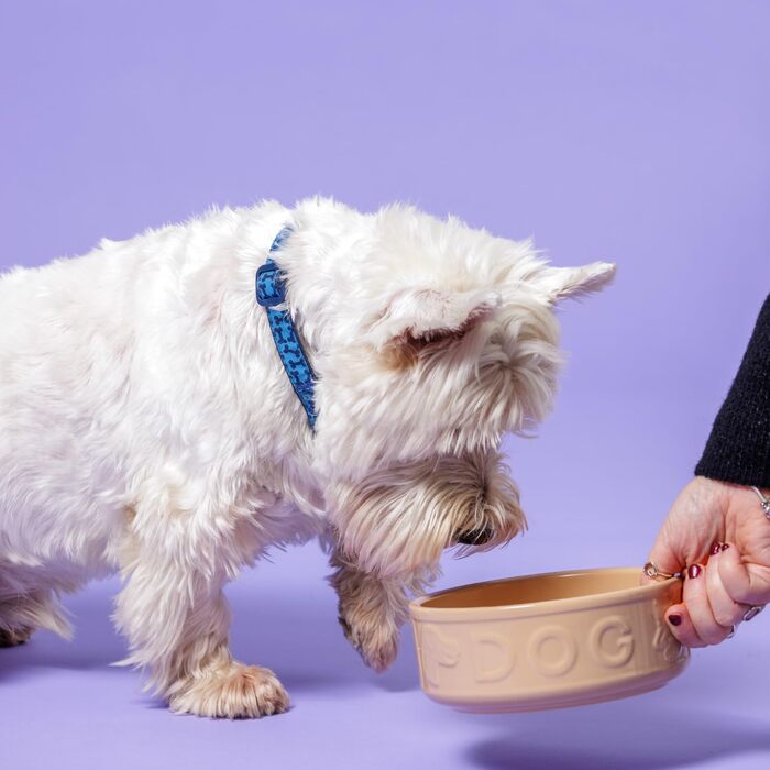 Миска для собак Mason Cash з порцеляни, з ручкою та синім написом, 15 см