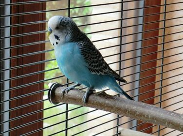 Сидячі жердочки Vogelgaleria для хвилястих папуг, набір пробних натуральних дерев'яних жердочок для клітки