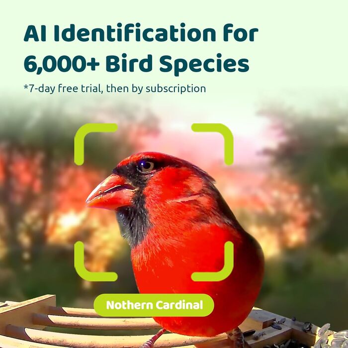 Розумний годівничка для птахів з камерою NETVUE Birdfy, Wi-Fi, сонячна батарея, бамбук, автоматична відеозйомка, розпізнавання птахів, сповіщення