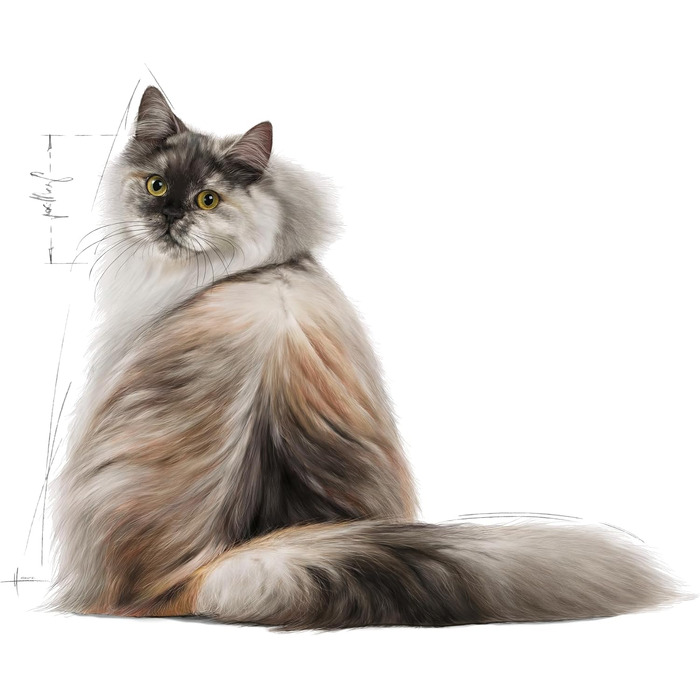 Корм для котів Royal Canin Hair & Skin для здоров'я шкіри та шерсті, 2 кг