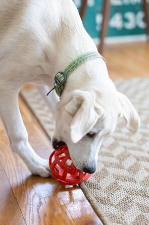 Ошийник для собак OllyDog Rescue регульований, легкий, з міцною пряжкою, для великих, середніх і малих порід, призматично-зелений