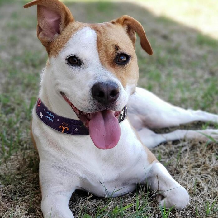 Тактичне нашийник для собак TSPRO, міцний, з металевою застібкою, 3.8 см, регульований, для середніх та великих собак (Зелений M), розмір M-H (регульований 40-48 см), Колір: Зелений (M-H, 40-48 см), Колір: Колір: фіолетовий