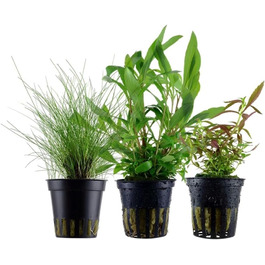 Набір акваріумних рослин AquaOne 5 шт. для початківців: Lilaeopsis, Lagenandra, Cryptocoryne, Echinodorus