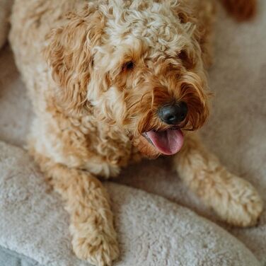 Ортопедичний кутовий диван Nobby CALBU бежевий 100 x 65 x 19 см