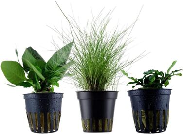 Набір акваріумних рослин AquaOne: 3 шт. для нано-акваріуму, стеблова Hygrophila, почвопокривна Eleocharis