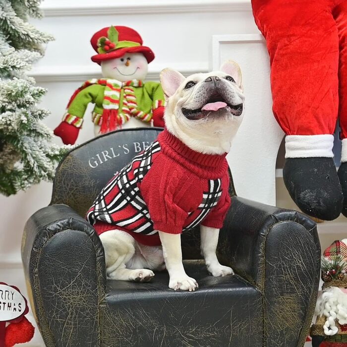 Теплий в'язаний пуловер для собак SCENEREAL з візерунком, м'який пуловер з коміром-горловиною для цуценят, маленьких, середніх та великих собак, котів, для осені та зими, захист від холоду, зелений, розмір Small