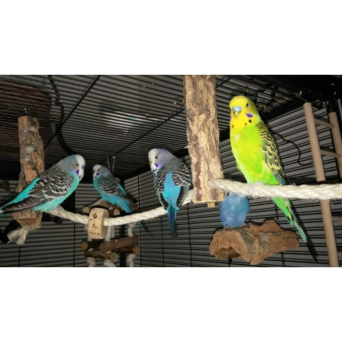 Канат для птахів із корка Vogelgaleria, іграшка для хвилястих папуг і корел, аксесуар для клітки
